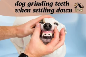 dog grinding teeth when settling down
