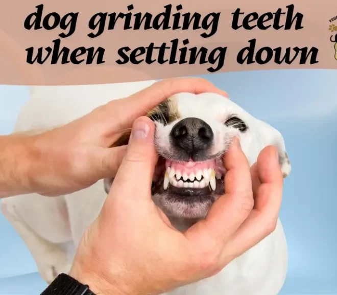 Why Does Dog Grinding Teeth When Settling Down Sound So Alarming