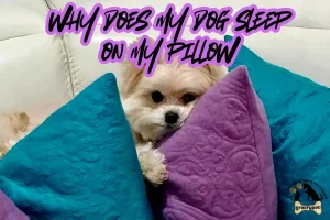 why does my dog sleep on my pillow