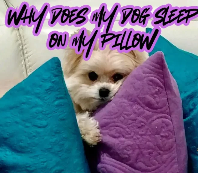 Why Does My Dog Sleep On My Pillow So Often?