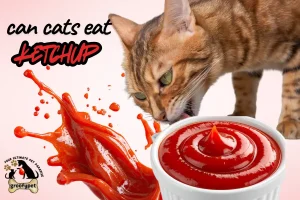 can cats eat ketchup