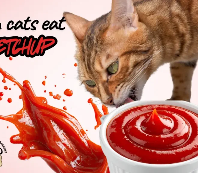 Can Cats Eat Ketchup Risks Benefits And Safety Facts Explained!