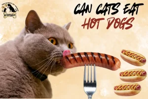 can cats eat hot dogs