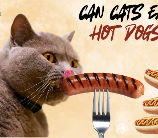 Can Cats Eat Hot Dogs Benefits, Risks and Safe Serving Tips!