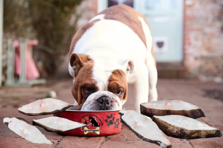 can dogs eat halibut