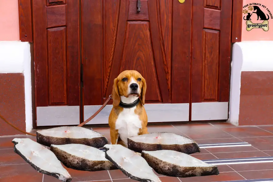 can dogs eat halibut