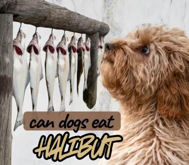 Can Dogs Eat Halibut Benefits Risks And Safe Feeding Tips!