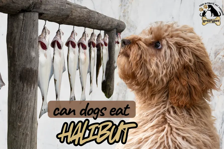 can dogs eat halibut