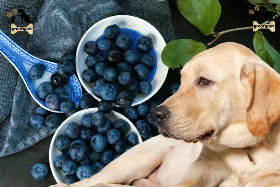 can dogs eat huckleberries