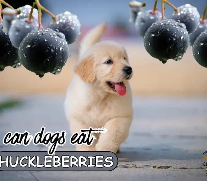 Can Dogs Eat Huckleberries A Powerful Guide To Healthy Feeding!