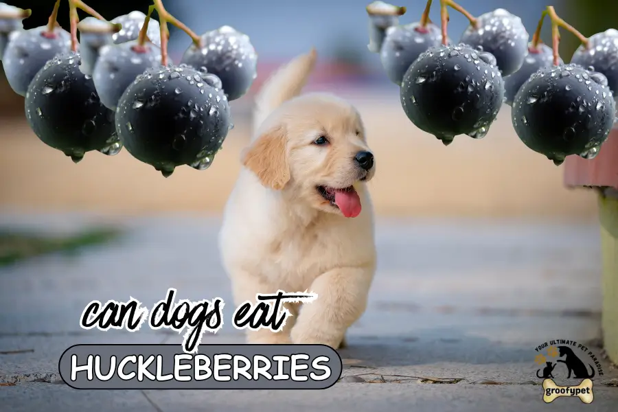 can dogs eat huckleberries