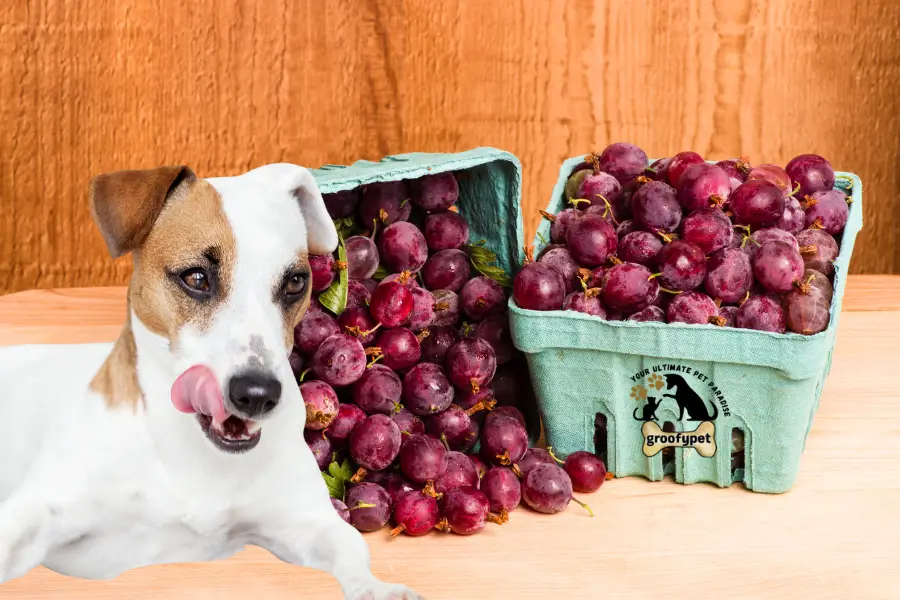 can dogs eat huckleberries