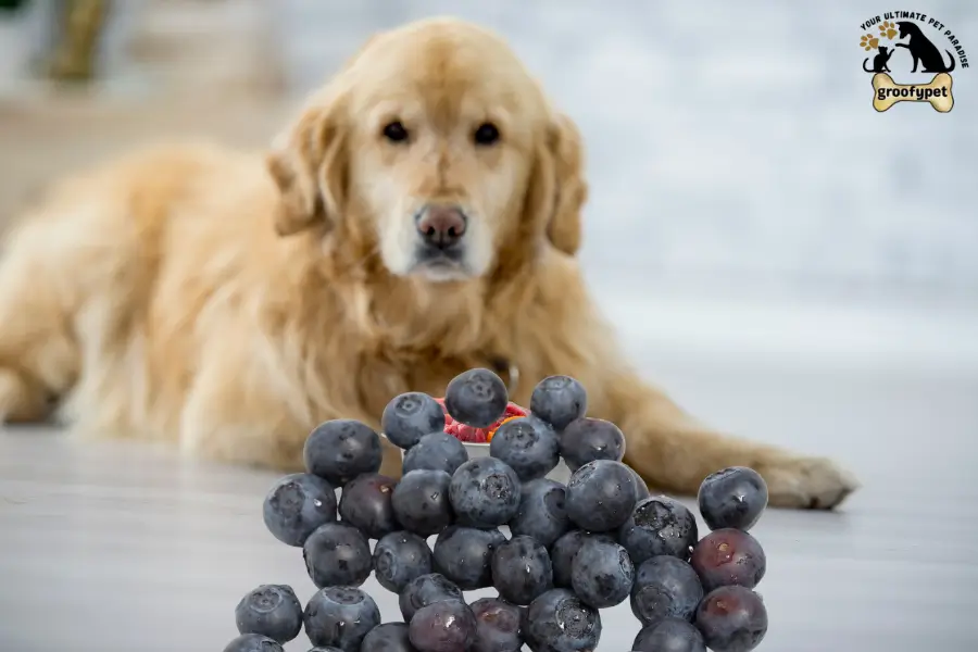 can dogs eat huckleberries