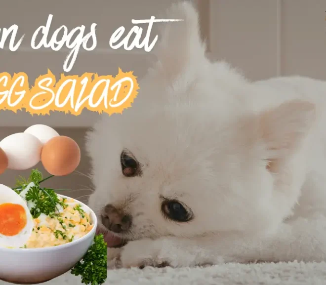 Can Dogs Eat Egg Salad ?A Safety Guide For Loving Dog Parents!