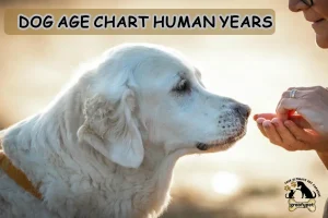 dog age chart human years