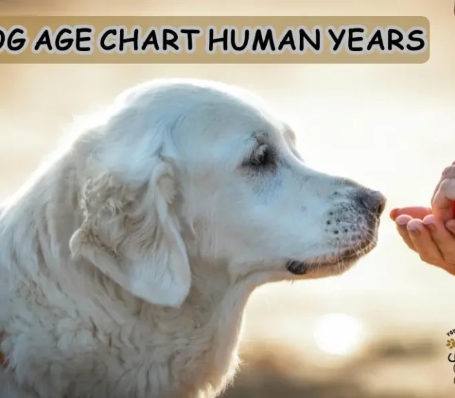 Dog Age Chart Human Years That Helps You Protect Your Dog Health!