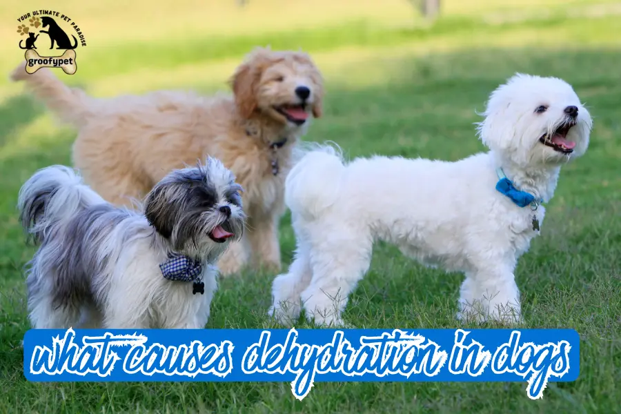 what causes dehydration in dogs