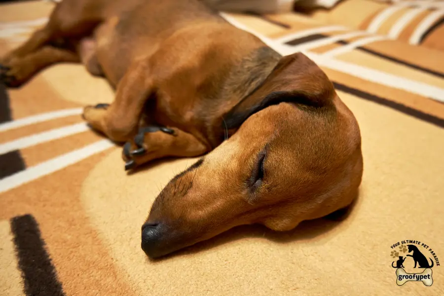 what causes dehydration in dogs