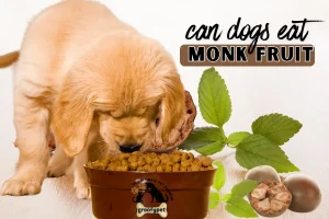 can dogs eat monk fruit