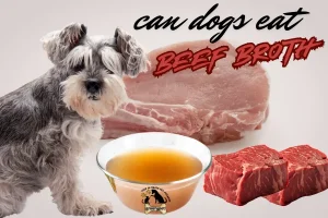 can dogs eat beef broth
