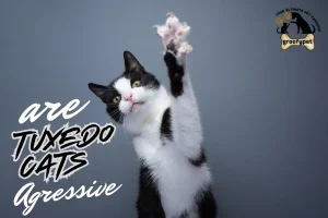 are tuxedo cats aggressive
