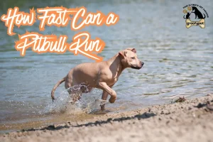how fast can a pitbull run