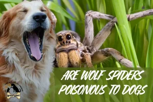 are wolf spiders poisonous to dogs