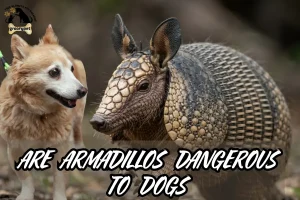 are armadillos dangerous to dogs