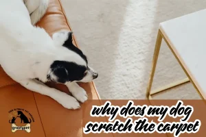 why does my dog scratch the carpet