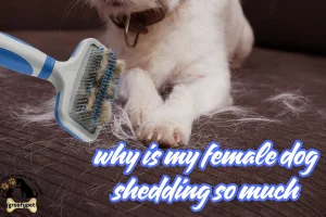 why is my female dog shedding so much