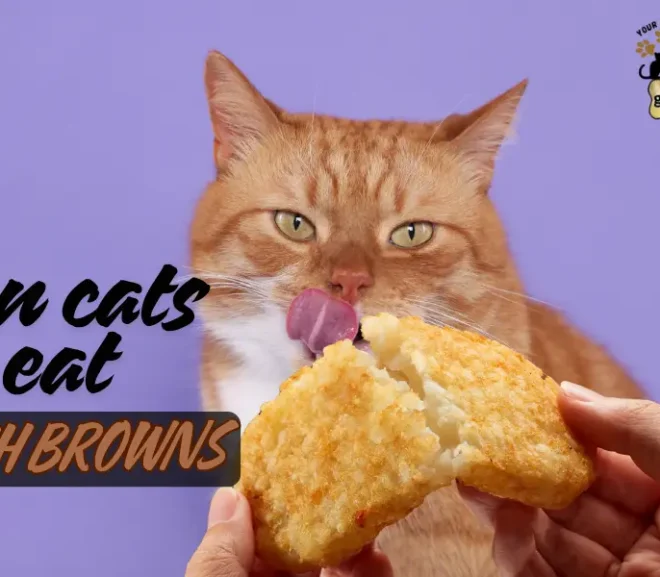 Can Cats Eat Hash Browns? Risks, Facts And Safe Alternatives!