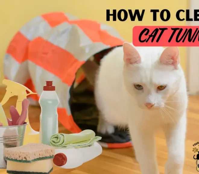 How to Clean Cat Tunnel the Right Way?Easy and Gentle Methods!