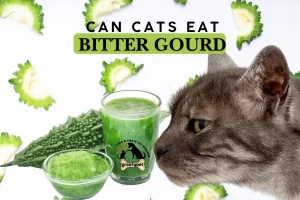 can cats eat bitter gourd