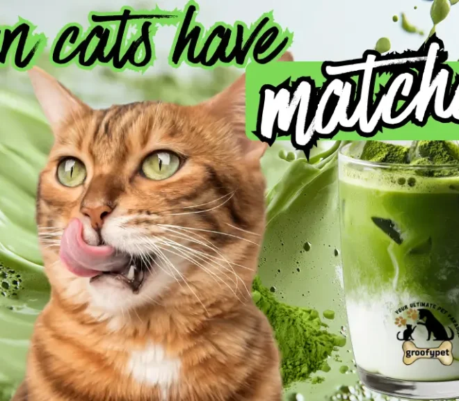Can Cats Have Matcha? Hidden Risks for Cats!