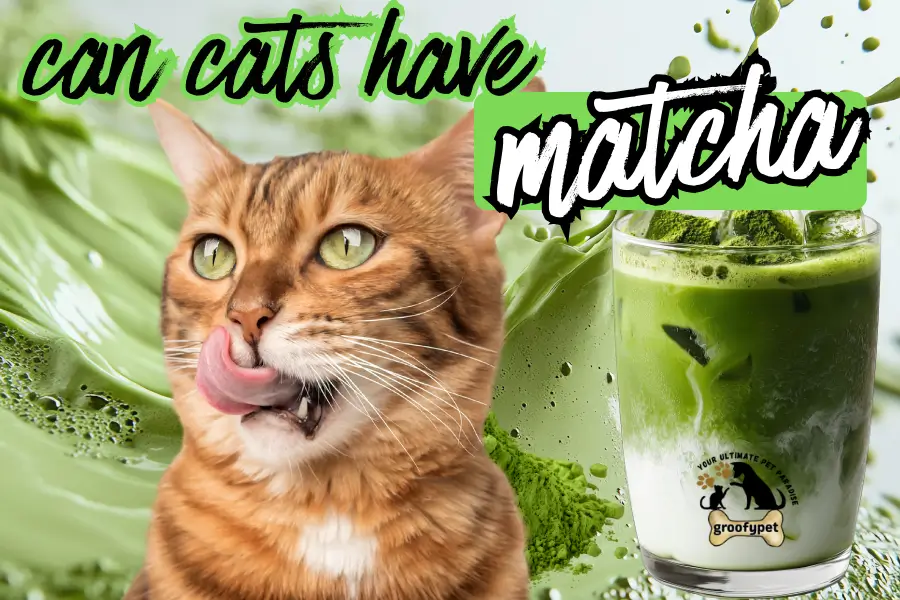 can cats have matcha