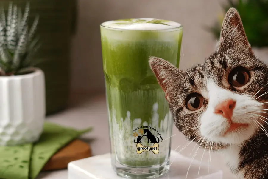 can cats have matcha