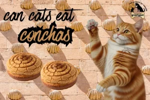 can cats eat conchas