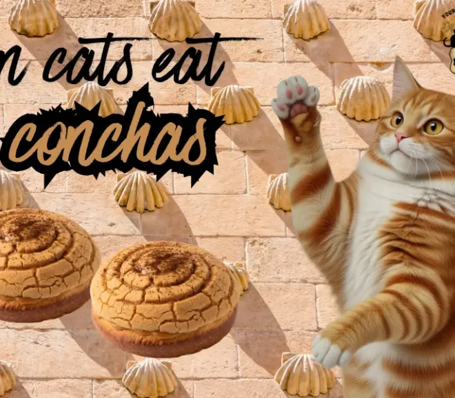 Can Cats Eat Conchas? Risks And Safe Alternatives!