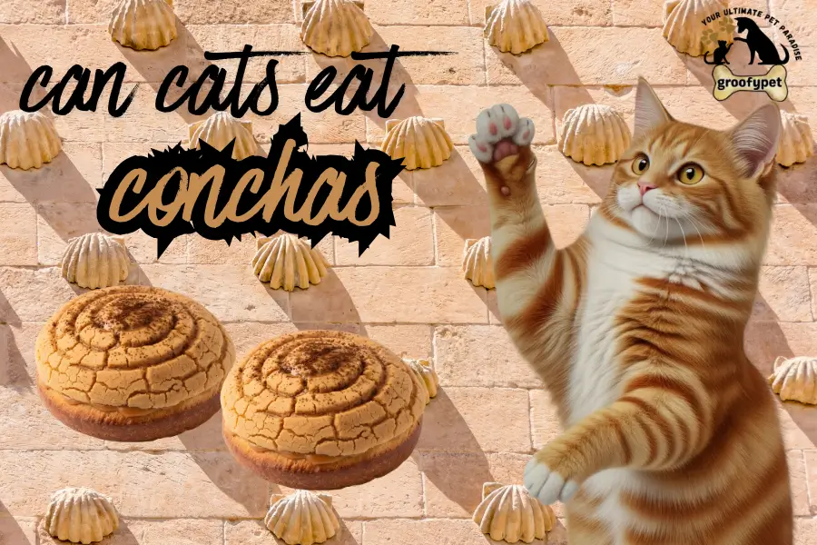 can cats eat conchas
