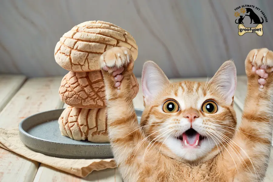 can cats eat conchas