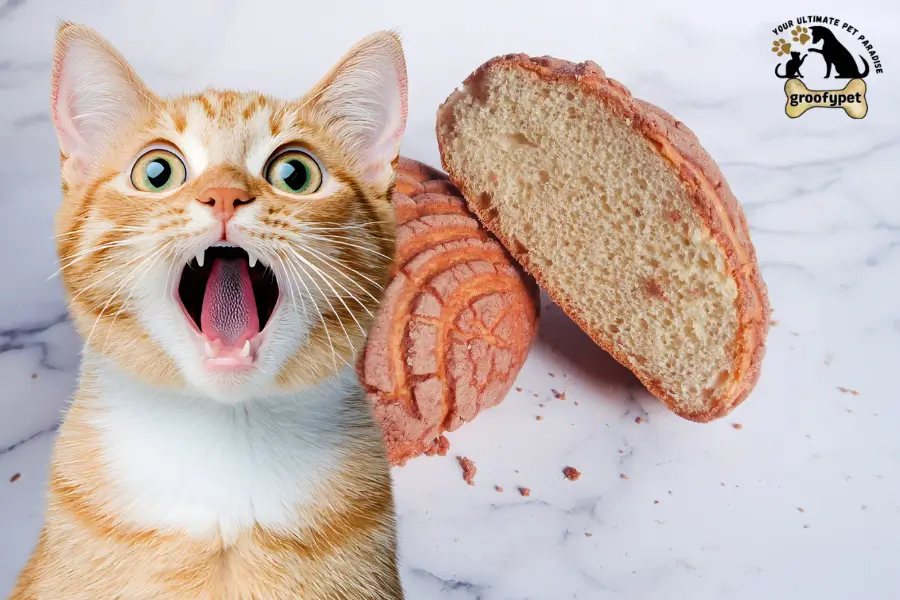 can cats eat conchas