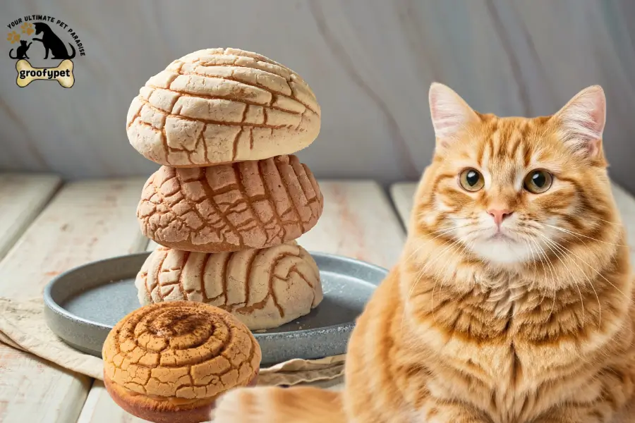 can cats eat conchas