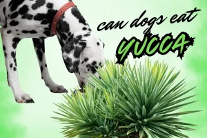 can dogs eat yucca