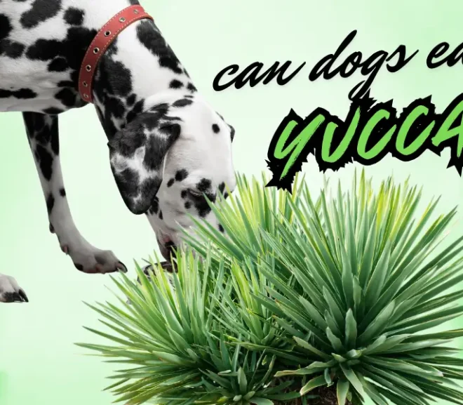 Can Dogs Eat Yucca? Signs of Poisoning and What to Do?
