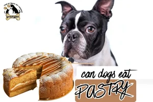 can dogs eat pastry