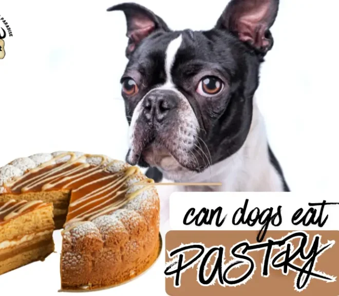 Can Dogs Eat Pastry? Warning Signs, Benefits and Safe Treats!