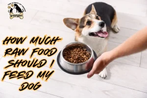how much raw food should i feed my dog