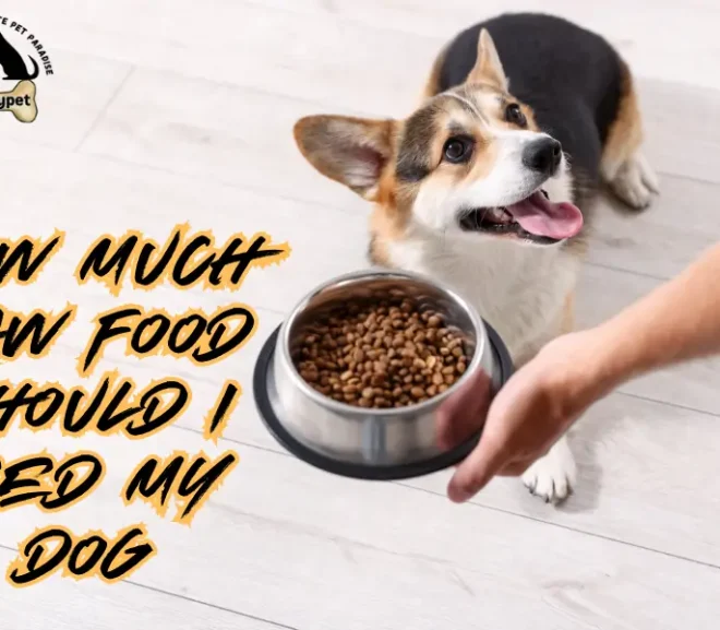 How Much Raw Food Should I Feed My Dog?A Complete Guide!