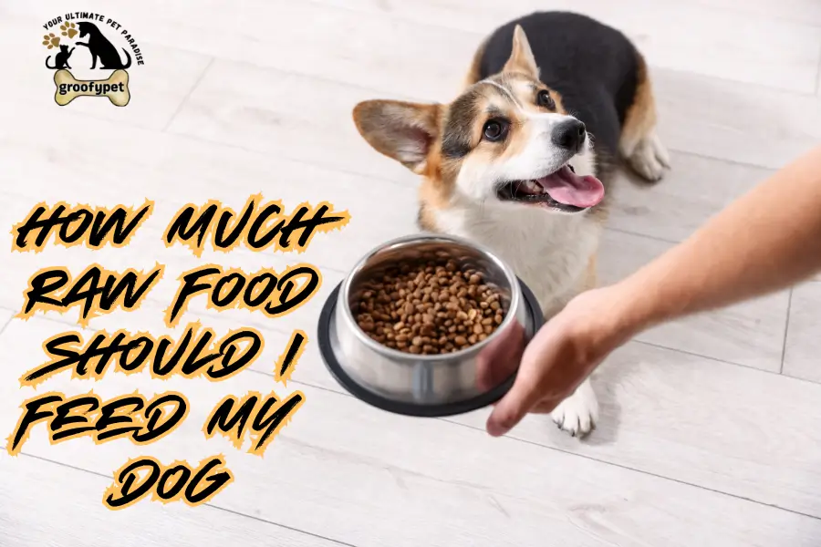 how much raw food should i feed my dog