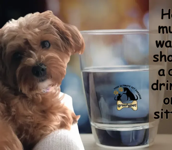 How Much Water Should a Dog Drink in One Sitting? Explained Simply!
